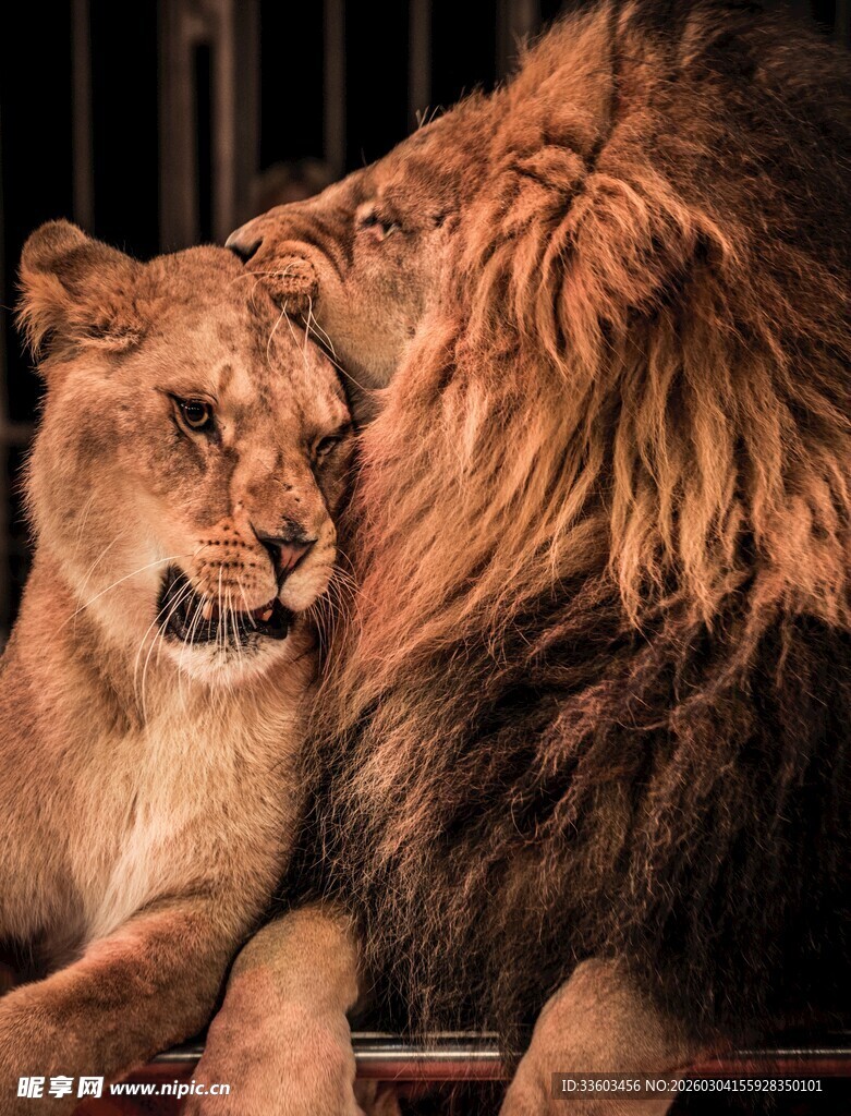 依偎的雌雄狮
