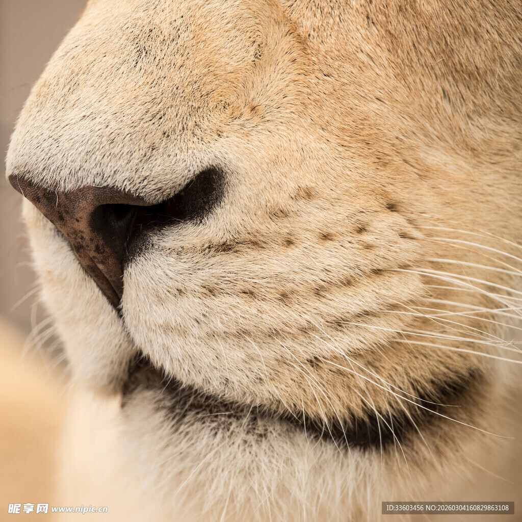狮子面部特写