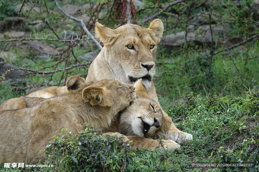两只休憩的母狮