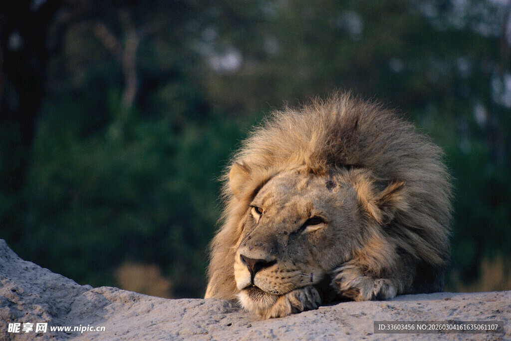 雄狮休憩于岩石之上
