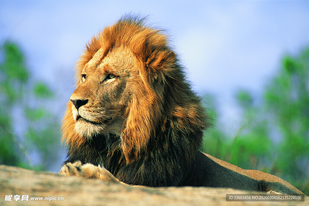 雄狮静卧于草原之上