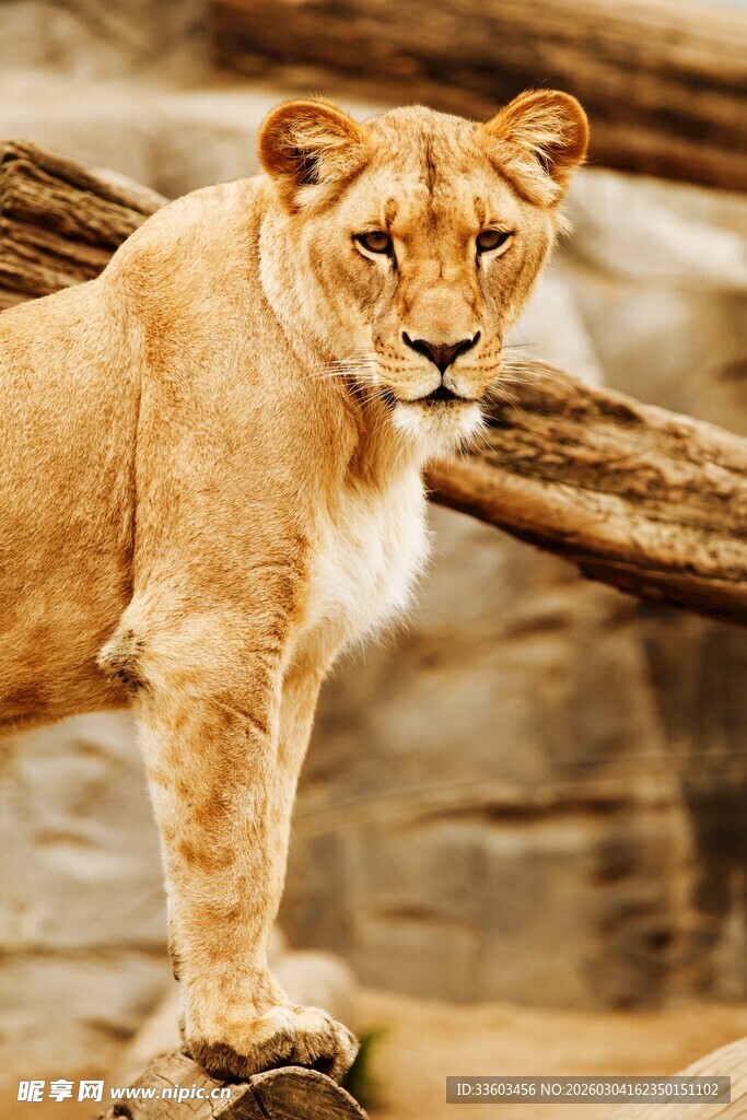 站立的威严母狮