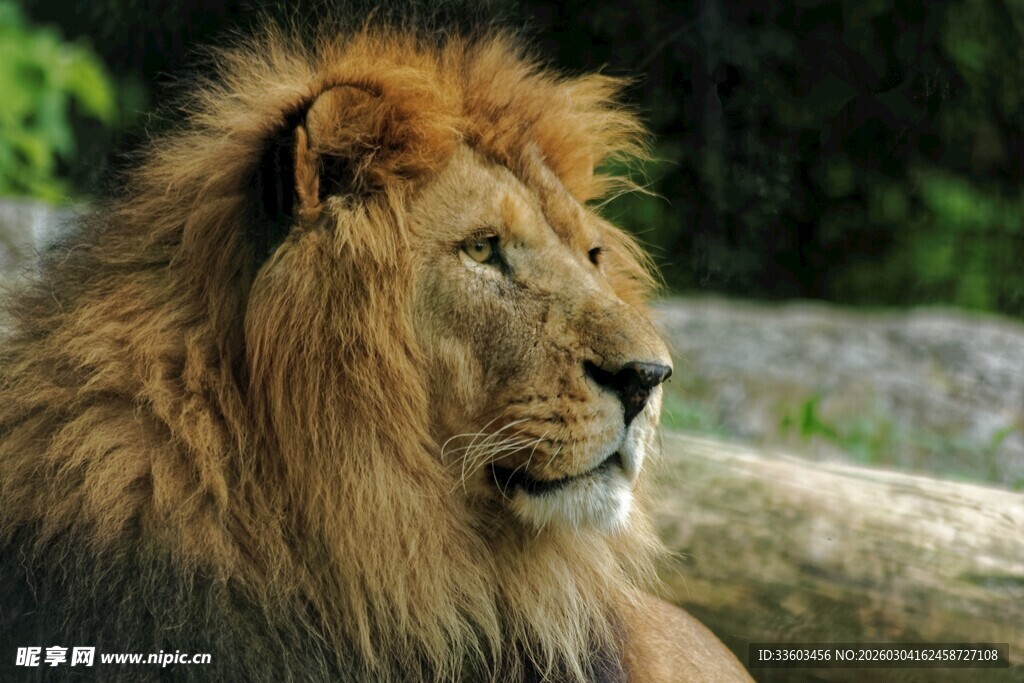 雄狮特写