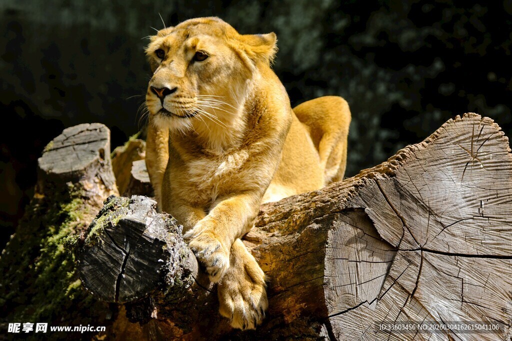 雄狮卧于树桩上