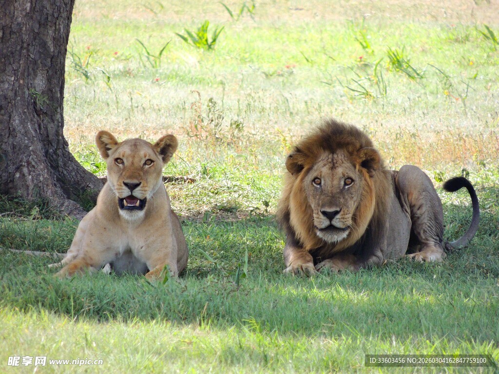 树荫下休憩的两只狮子