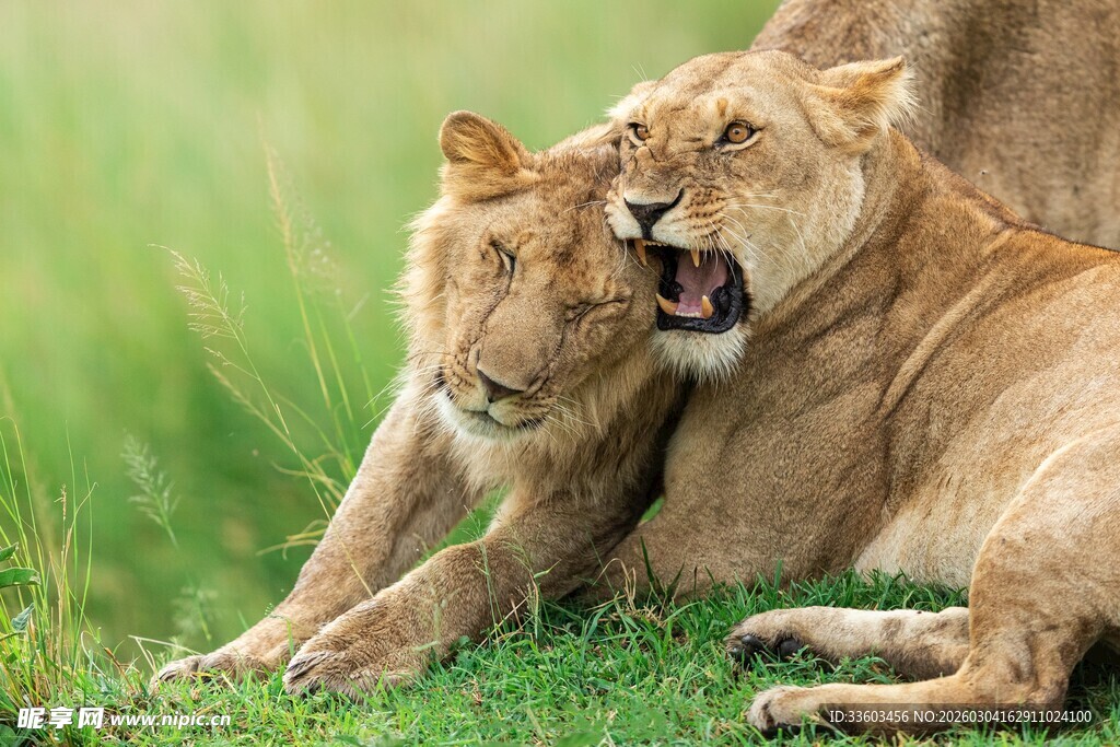 草原上亲昵互动的两只狮子