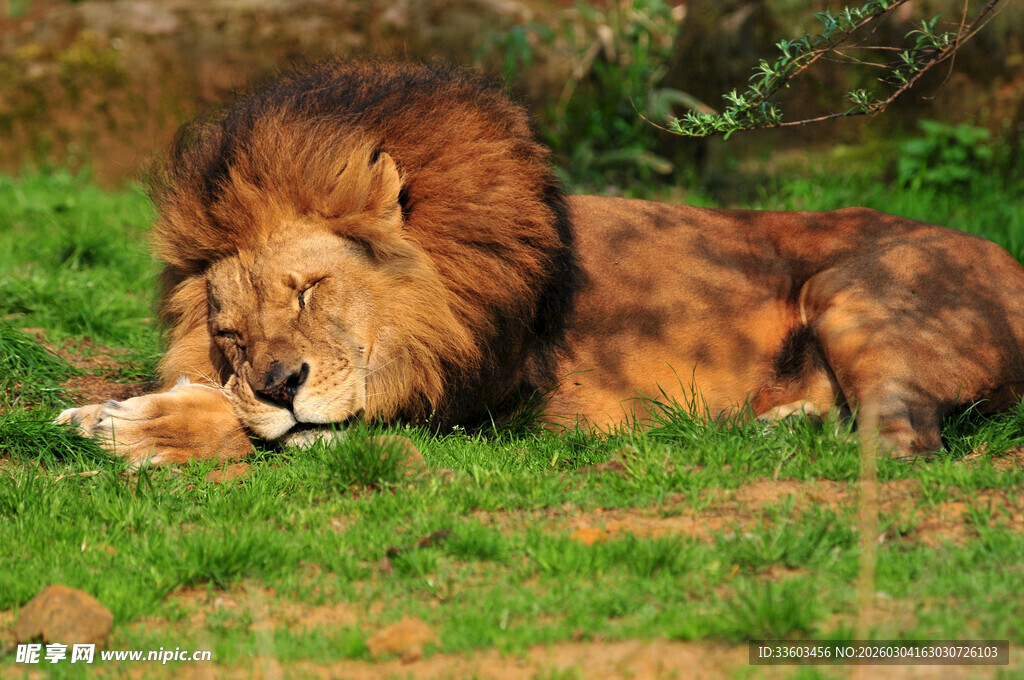 草原上休憩的雄狮