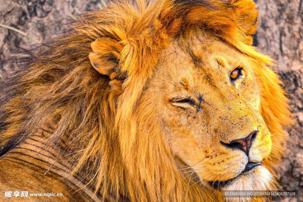 雄狮特写