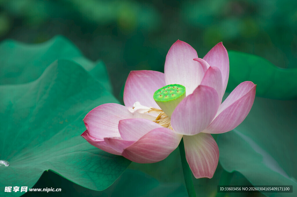 娇艳荷花绽放绿叶间