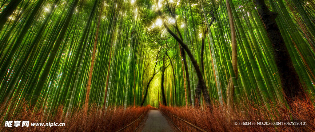 翠绿竹林中的幽静小道