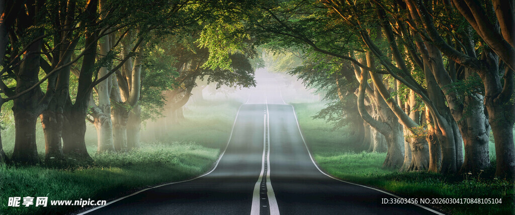 林间雾霭中的梦幻之路
