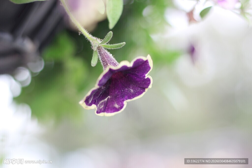 紫色悬垂花朵特写