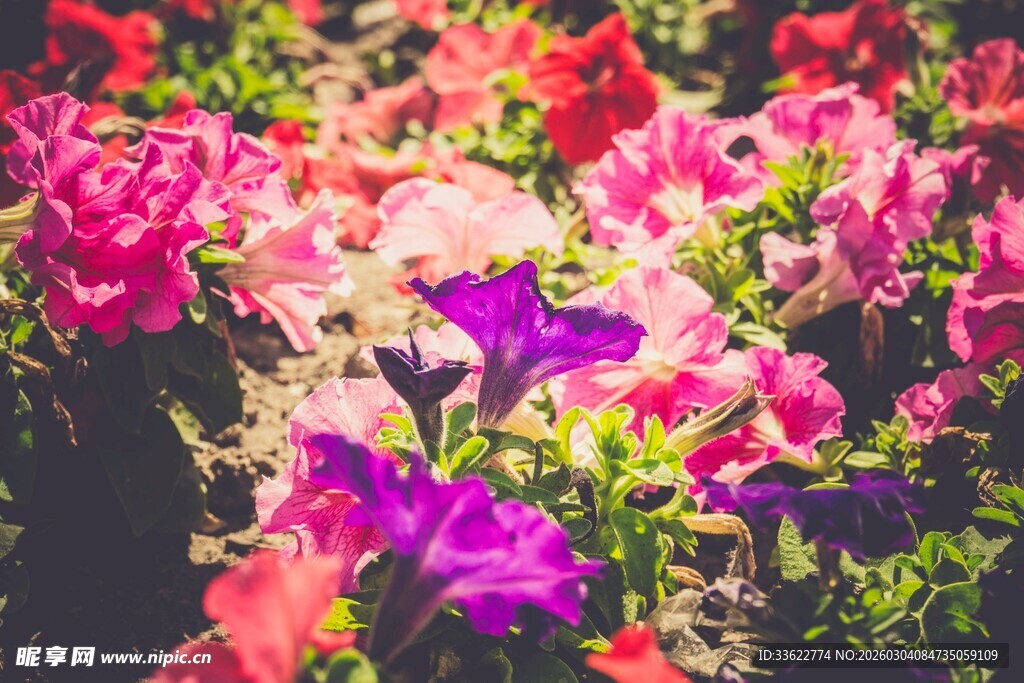 多彩花卉绽放美景