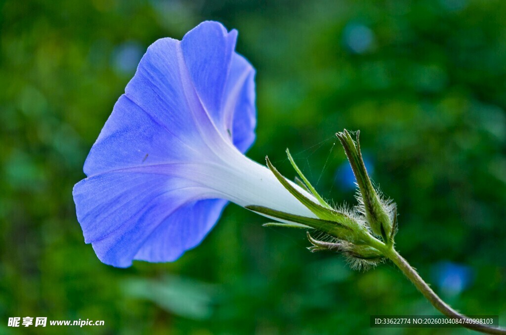 蓝色牵牛花特写