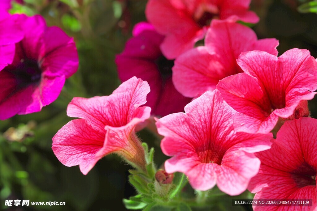 娇艳矮牵牛绽放美丽