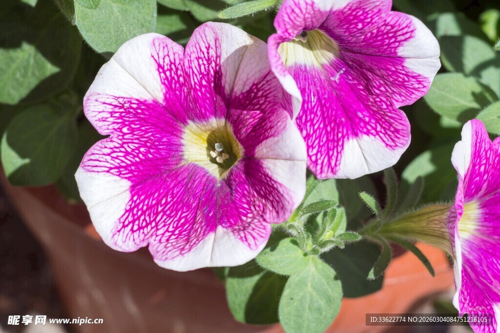 粉白相间矮牵牛花