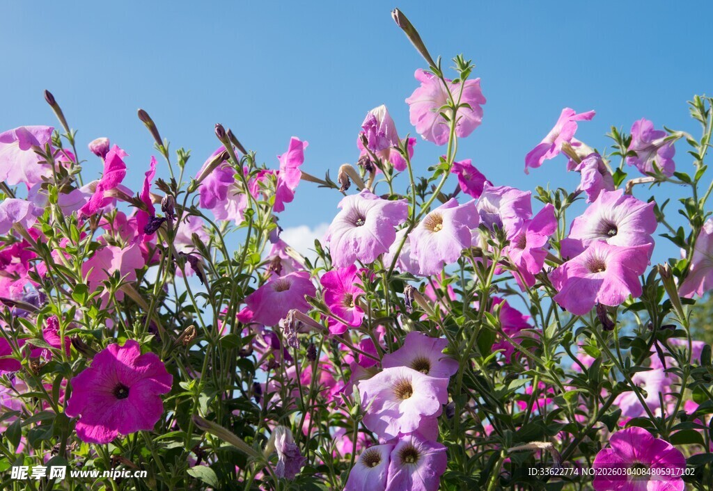 缤纷矮牵牛绽放蓝天之下