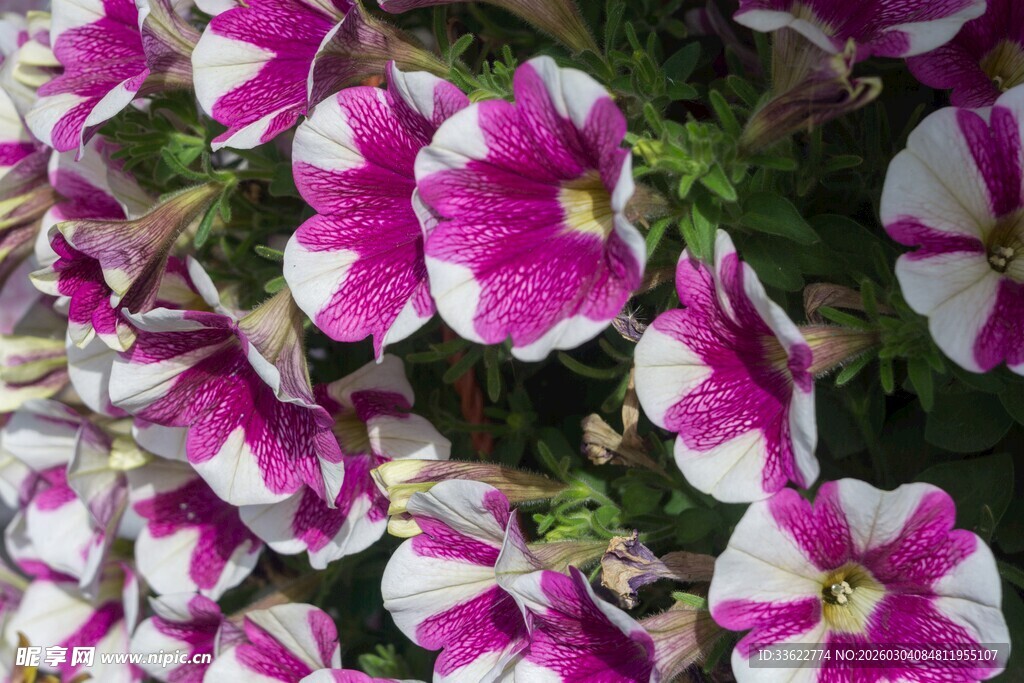 粉白相间矮牵牛花绽放