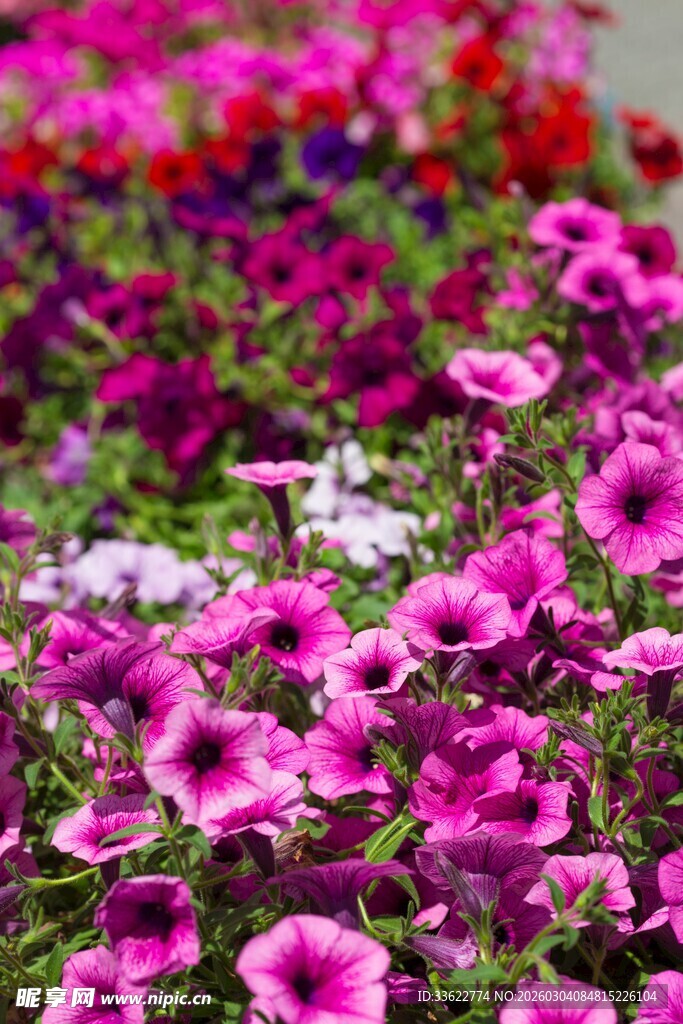 缤纷多彩的矮牵牛花盛放