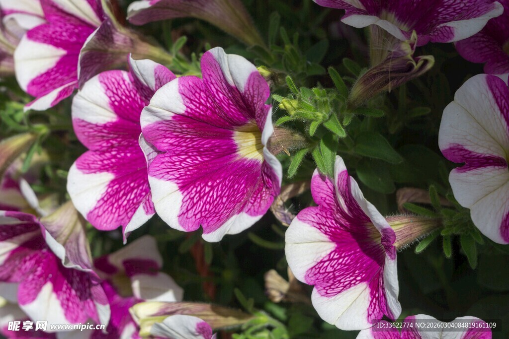 粉白相间矮牵牛花绽放