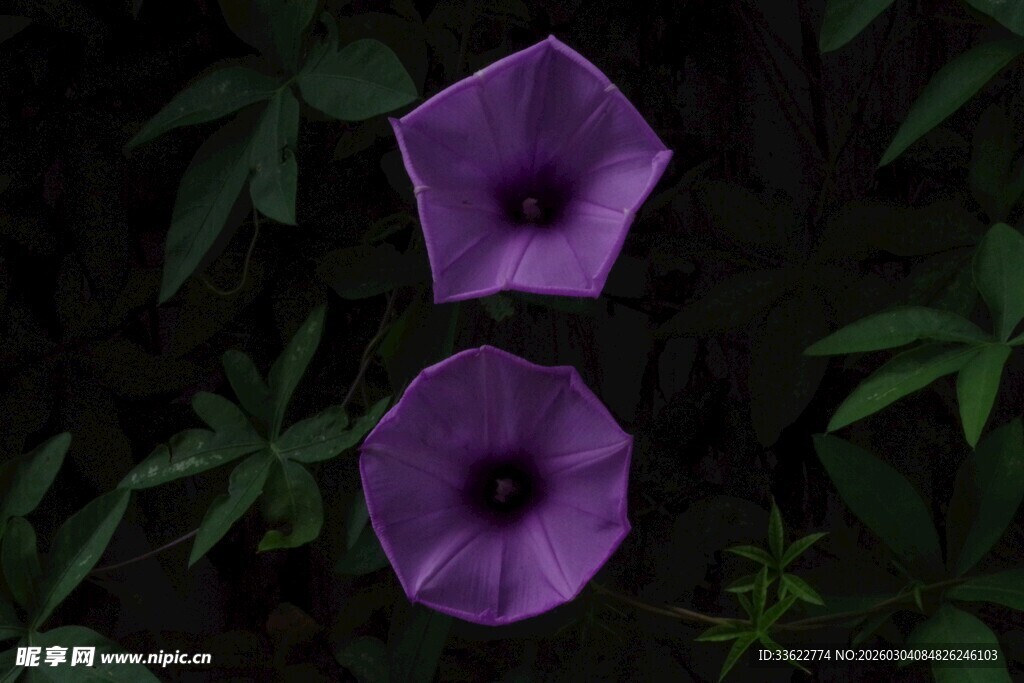 两朵紫色牵牛花