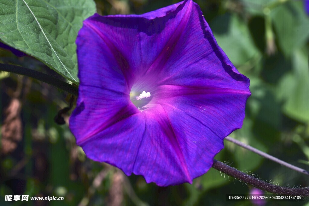 紫色牵牛花特写