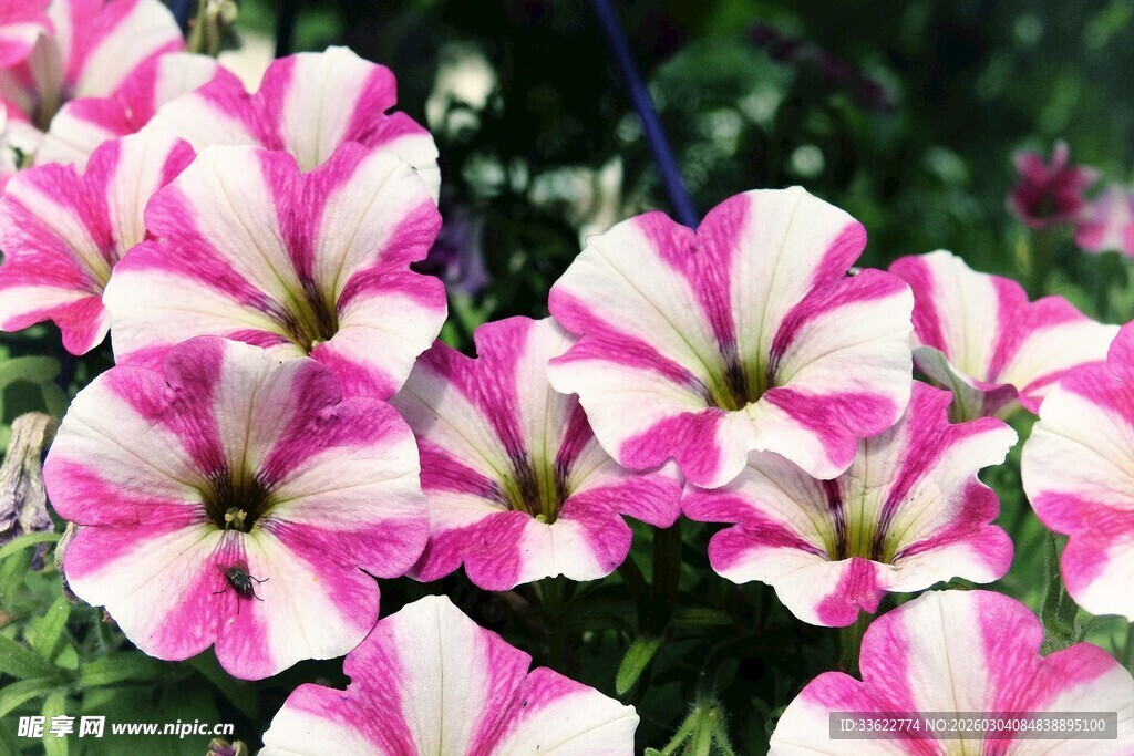 粉色白边矮牵牛花绽放