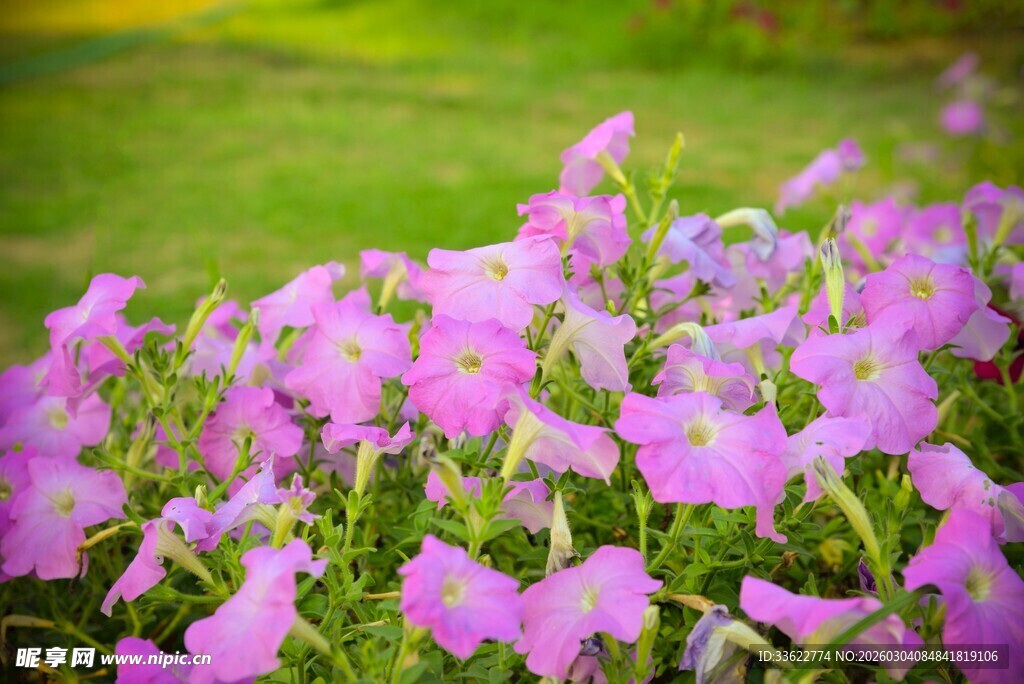 烂漫紫花绽放于绿野