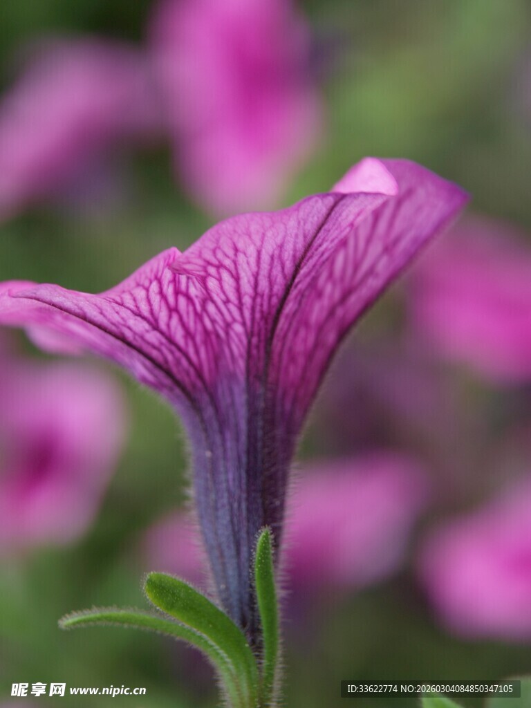 紫色矮牵牛特写