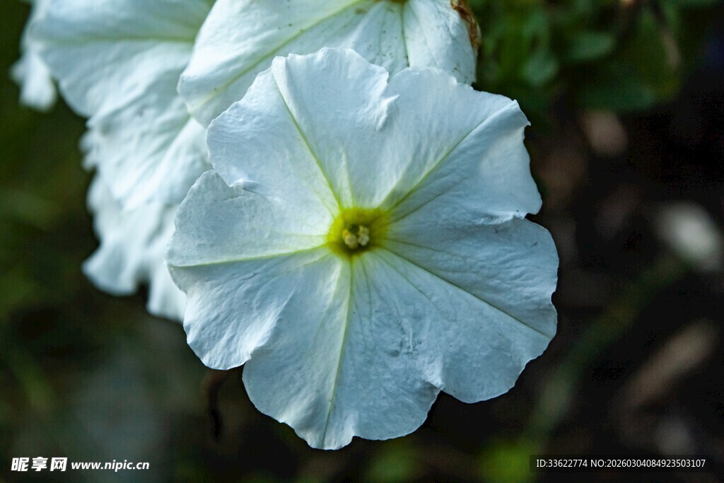蓝白矮牵牛花朵特写