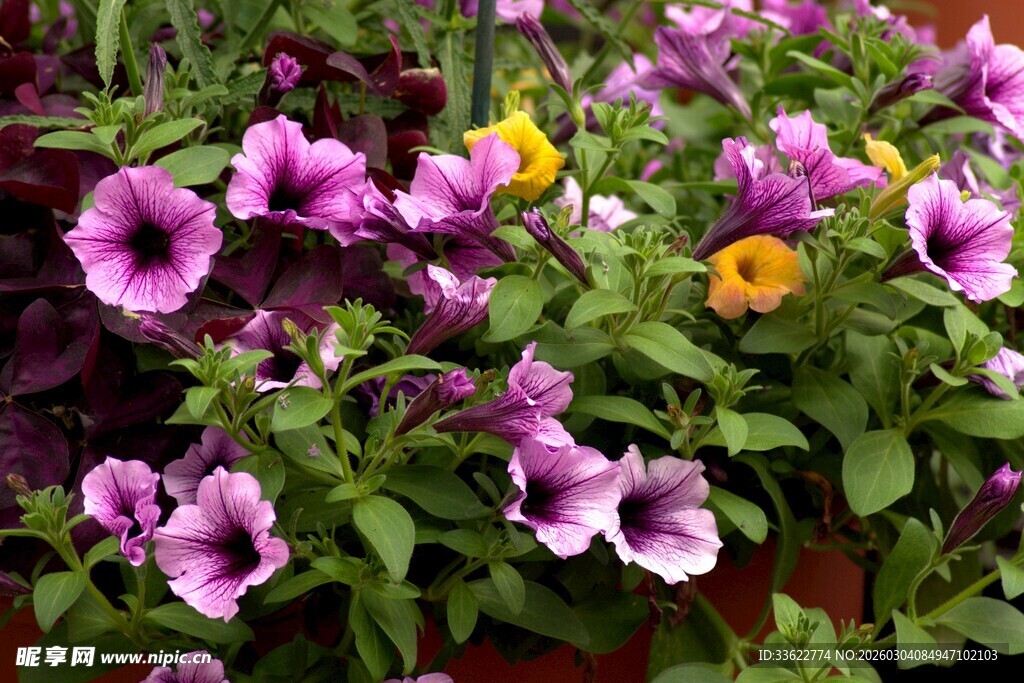 多彩矮牵牛绽放的美丽