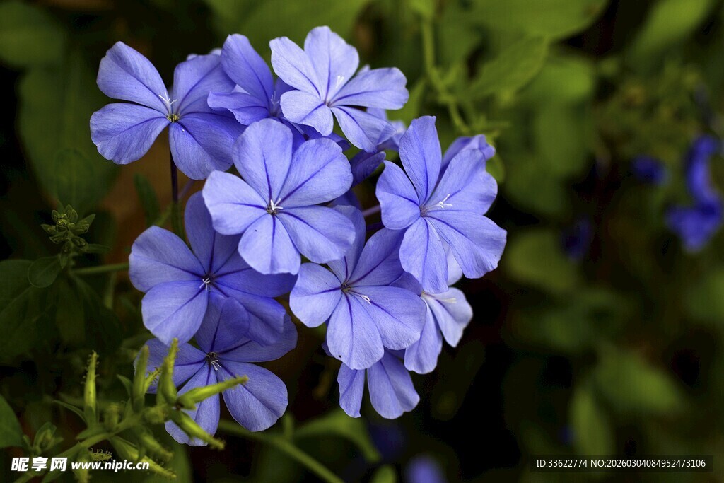 蓝紫色美丽绽放的花朵