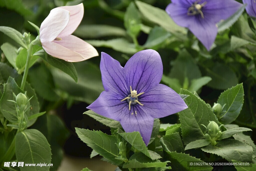美丽桔梗花绽放绿叶间