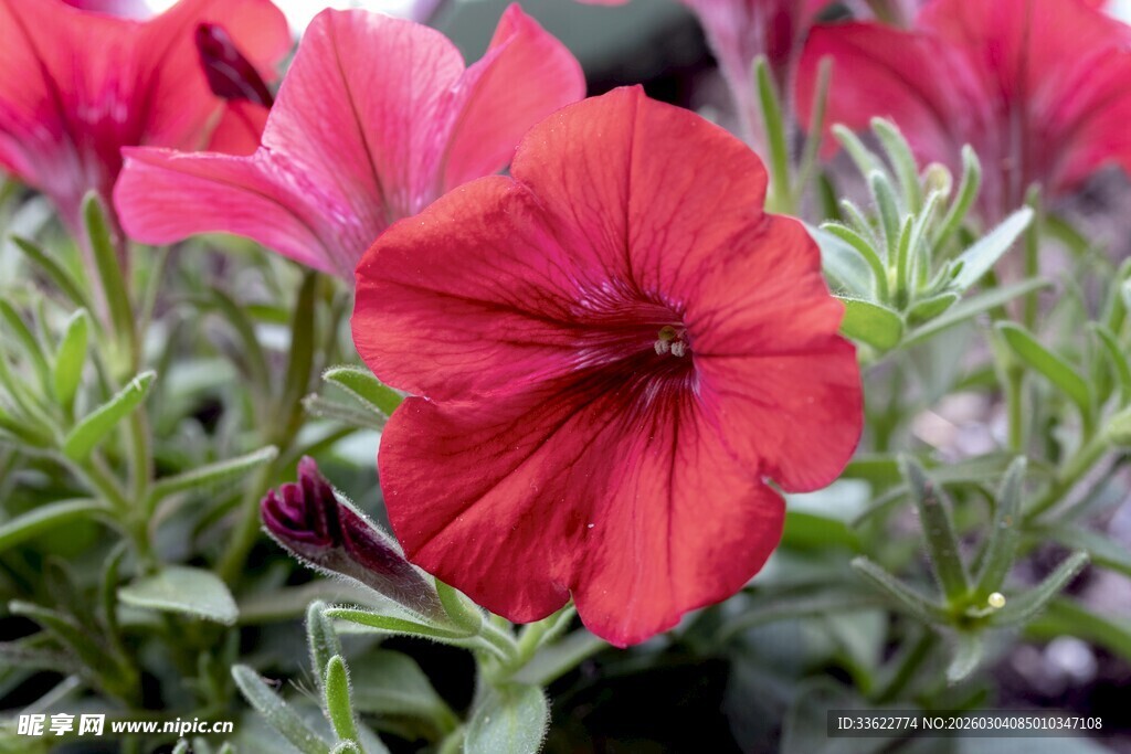 鲜艳红色矮牵牛花绽放