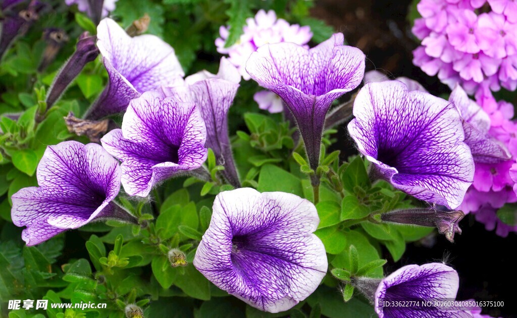 紫色矮牵牛花绽放