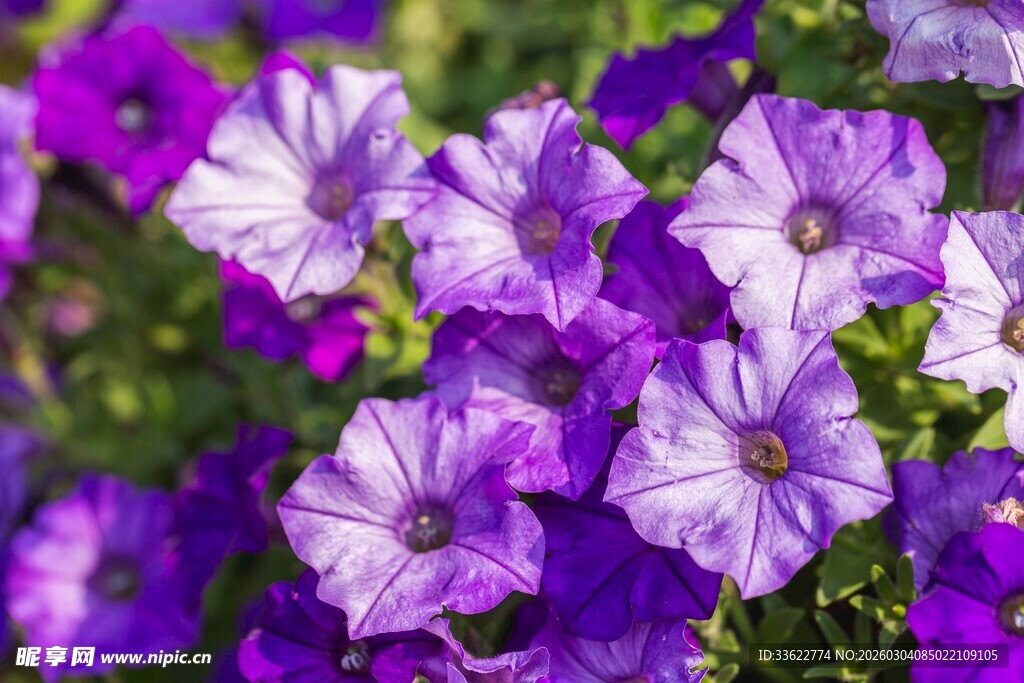 紫色矮牵牛绽放的美丽