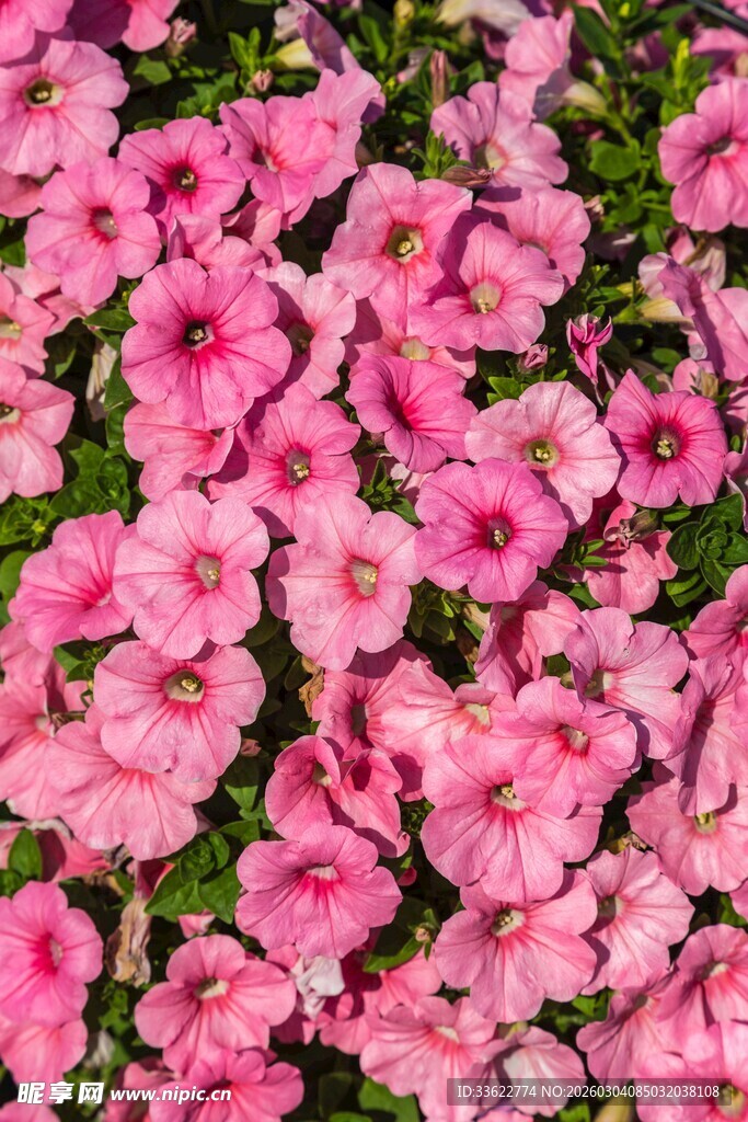 粉色矮牵牛花卉特写