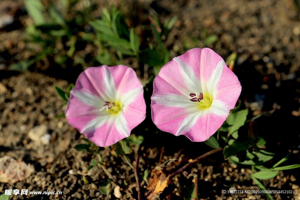 两朵粉色牵牛花绽放