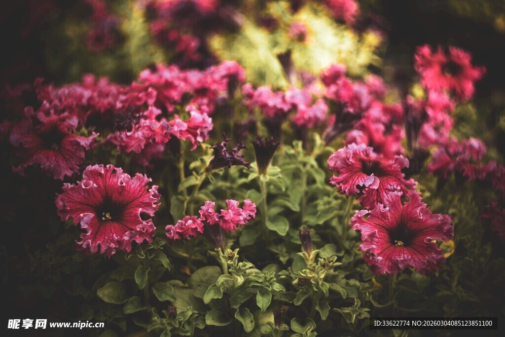 艳丽绽放的粉色花卉