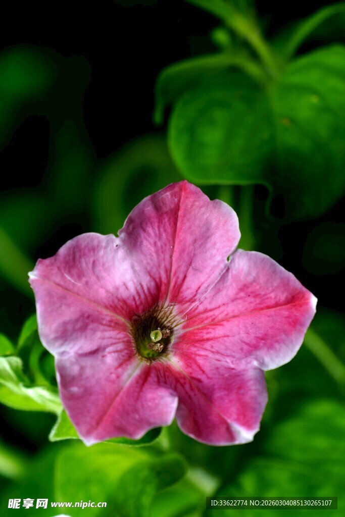 娇艳粉色矮牵牛花