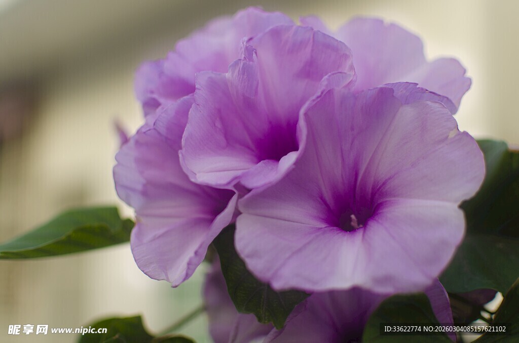 紫色绽放牵牛花