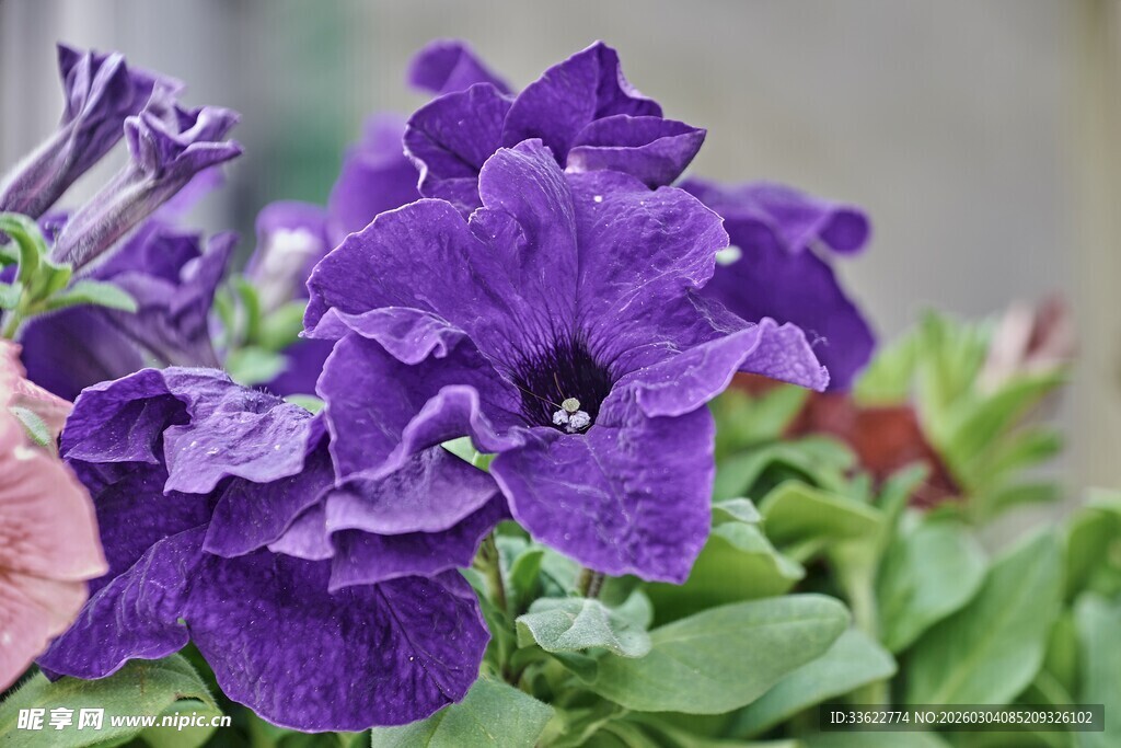 紫色矮牵牛绽放