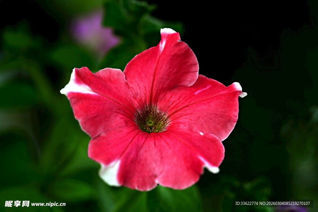 娇艳红矮牵牛绽放