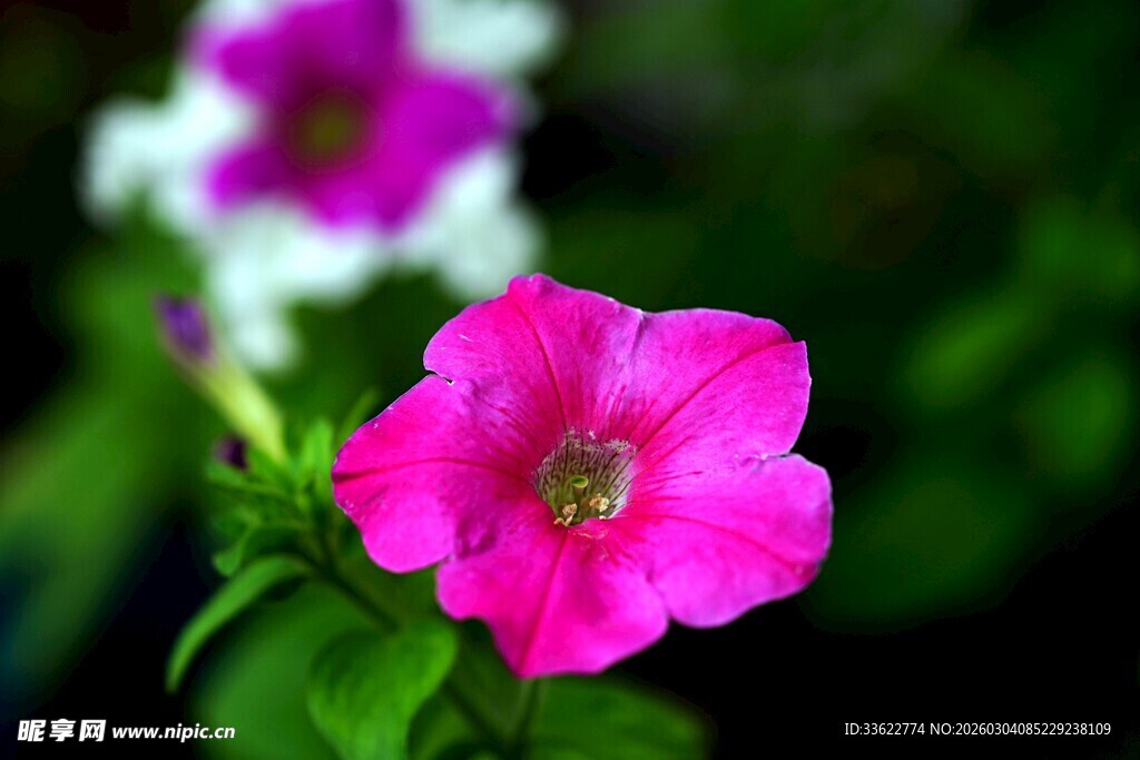 娇艳粉色矮牵牛花特写