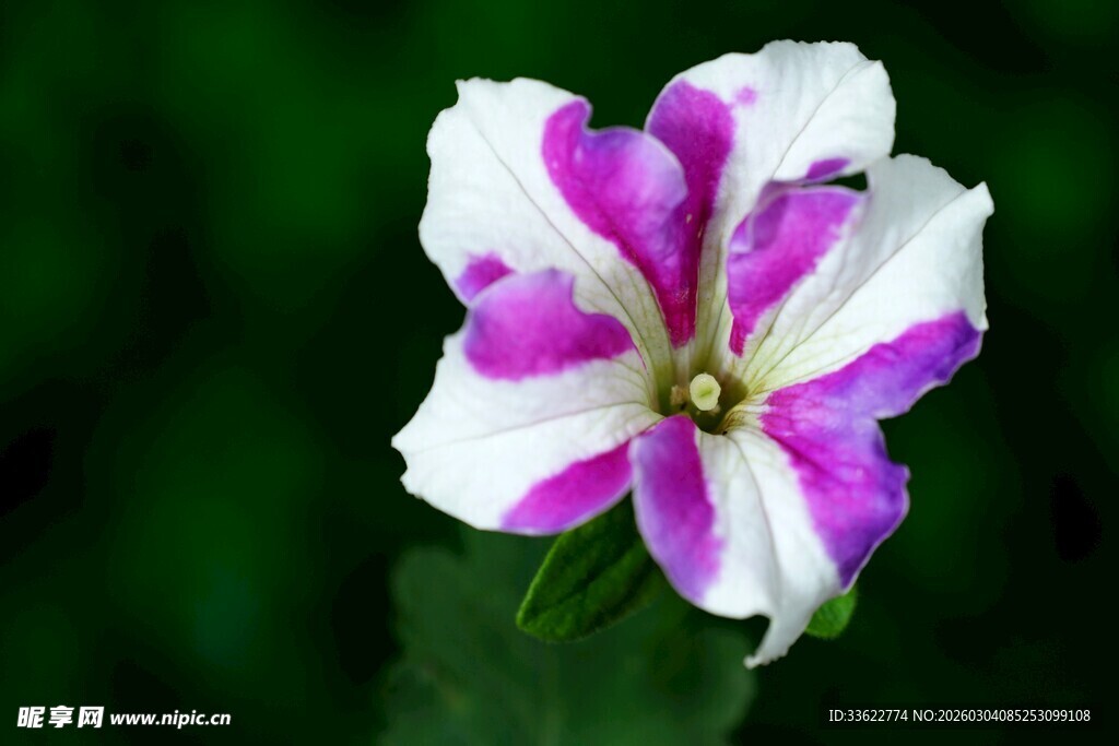 紫白相间美丽花卉特写