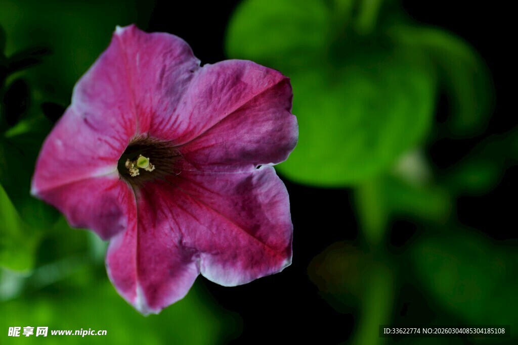 粉色花朵中的蜜蜂