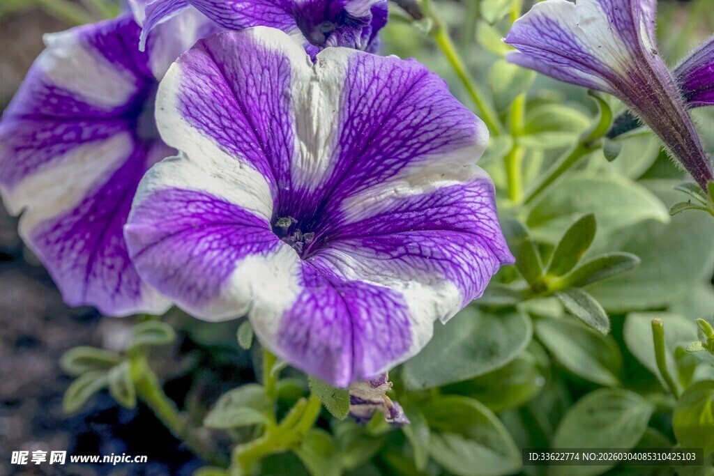 紫白相间矮牵牛花特写