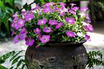 花盆中盛放的美丽紫花