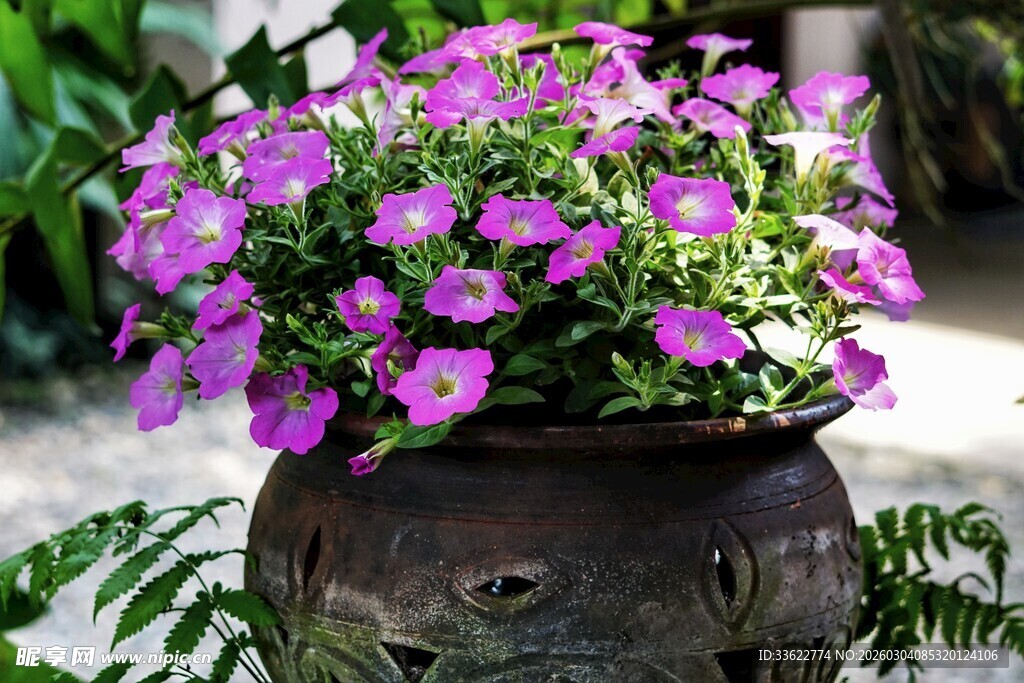 花盆中盛放的美丽紫花