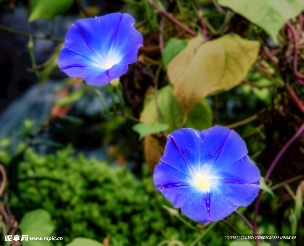 蓝牵牛花绽放于绿叶间